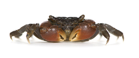 red-clawed crab - Perisesarma bidens