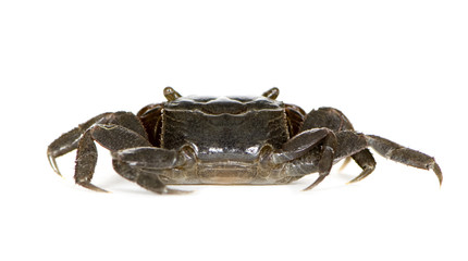 red-clawed crab - Perisesarma bidens