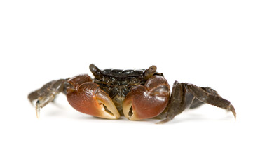 red-clawed crab - Perisesarma bidens