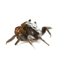 red-clawed crab - Perisesarma bidens