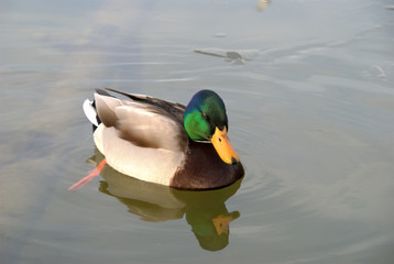 canard