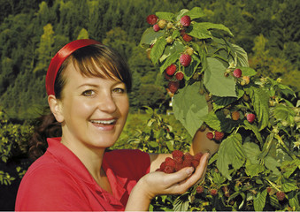 girl collecting raspberries