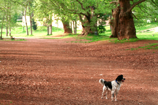 Cane nel parco