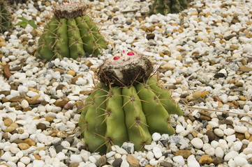 Two cactuses