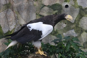 stellers sea eagle