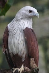 Brahminy Kite