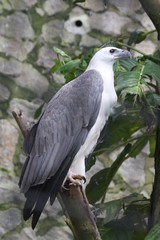 white bellied sea eagle