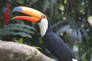 toucan