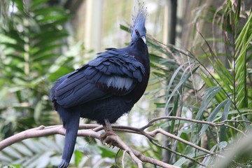 victoria crowned pigeon