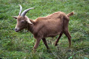 Chèvre naine dans un pré