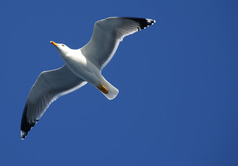 oiseau