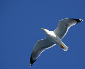 oiseau