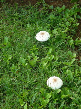 mushrooms small hat (Agaricus bisporis)