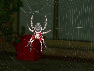 Araneus Spider, Garden Orb-weaver