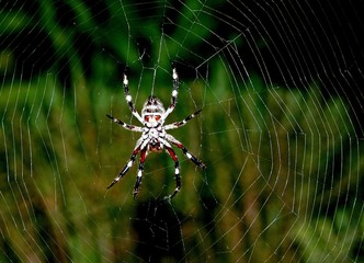 Araneus, Orb-Weaver Spider