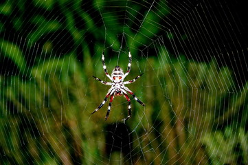 Araneus, Garden Orb-Weaver Spider