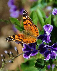 Butterfly on Flower