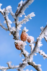 fruits givrés 2