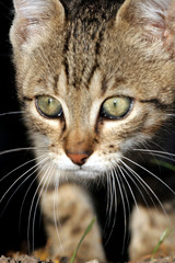 Obraz premium Home cat in the garden