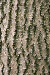 Obraz premium The texture of Tree Bark 3