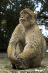 sitting monkey