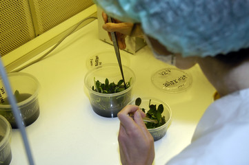 in vitro Pflanzenlabor