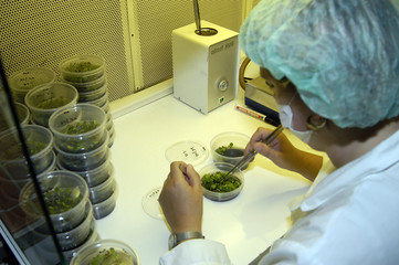 in vitro Pflanzenlabor