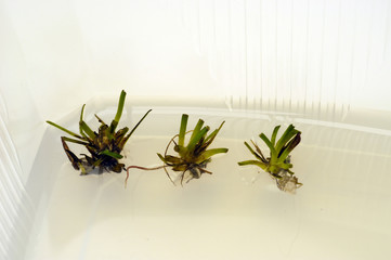 in vitro Pflanzenlabor