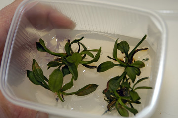 in vitro Pflanzenlabor