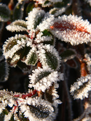 Bodenfrost