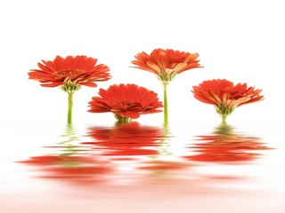 Close-up of red gerbera flowers reflected in water