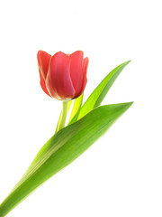 Close-up of single red tulip on white background