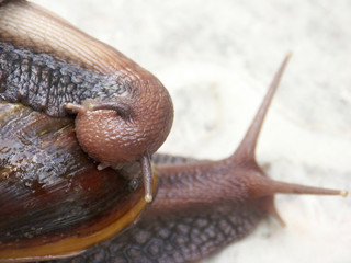 amour et tendresse chez les escargots