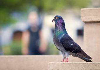 Iridescent Pigeon
