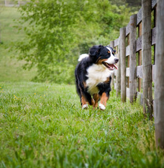 Bernese Mountain Dog