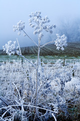 Winter landscape white flower
