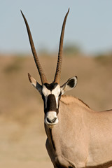 Gemsbok antilope (Oryx gazella)