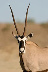 Abwaschbare Fototapete Antilope Gemsbock-Antilope (Oryx Gazella)