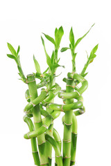 bambù su fondo bianco
