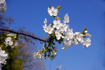 Sauerkirschblüte