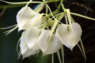 Fototapeta na wymiar Brassavola nodosa, Orchidee
