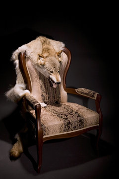Wolf pelt on the arm chear on black background