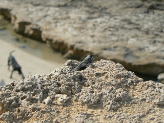 Lizard on the rock