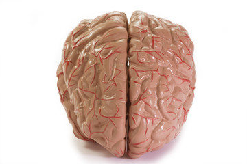 Lehrmodell eines menschlichen Gehirns