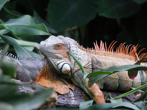 kamelion