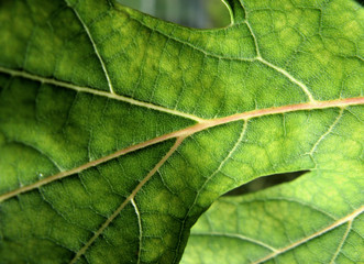 Maple leaf closeup