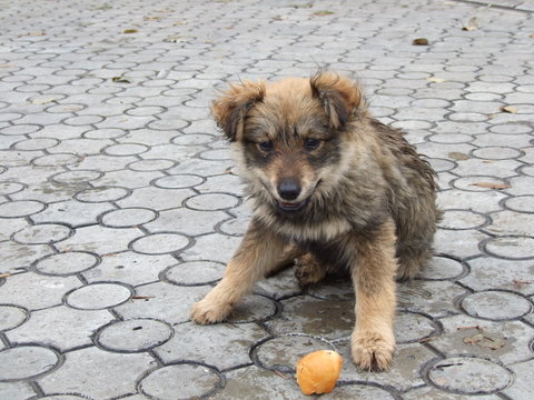 street dog