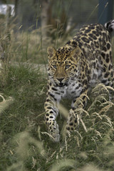On The Run