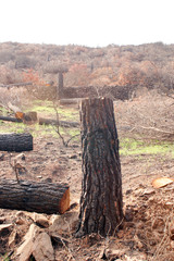 Bosque quemado