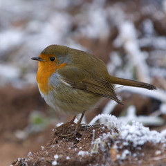 Robin Red Breast